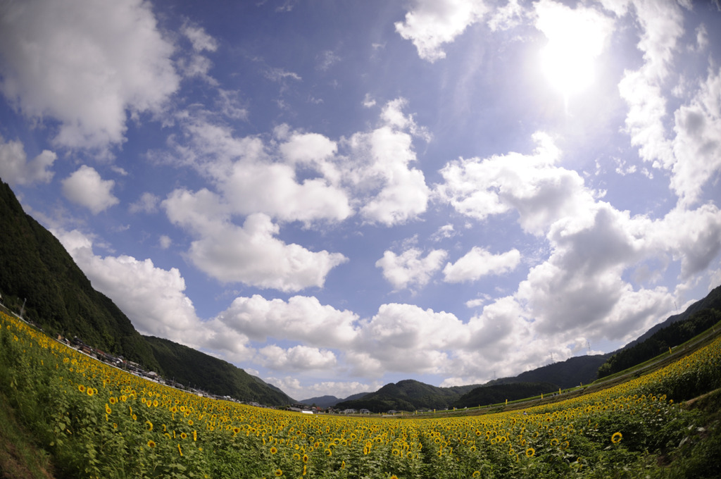 佐用町のひまわり畑