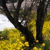 菜の花の園　桜の木の下で。