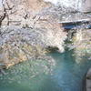 桜×川