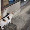 猫１