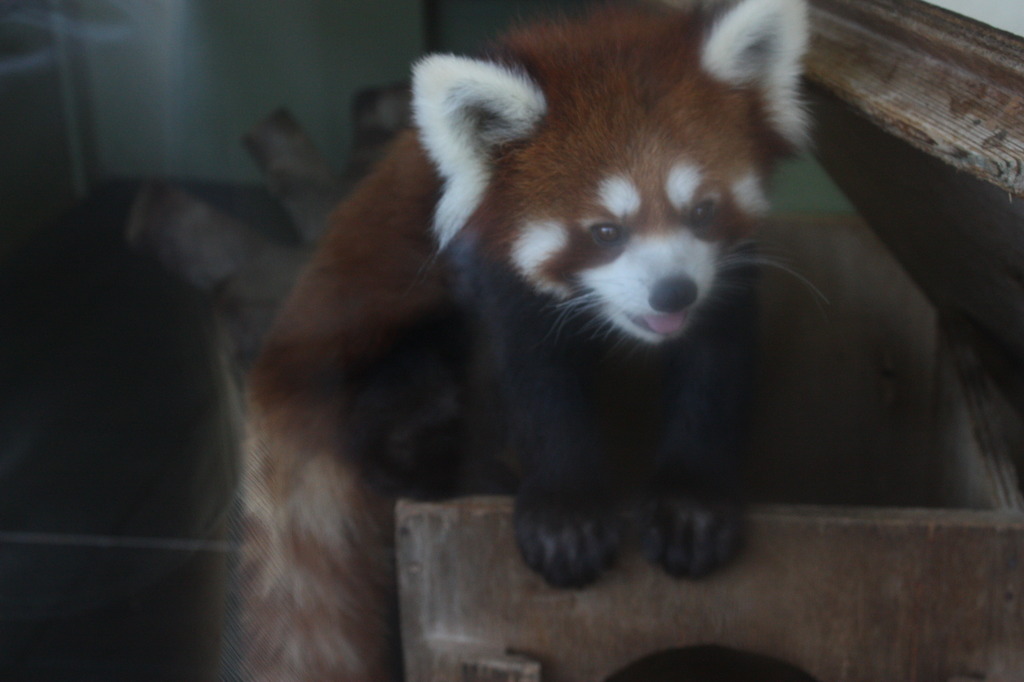 レッサーパンダ
