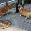犬２匹