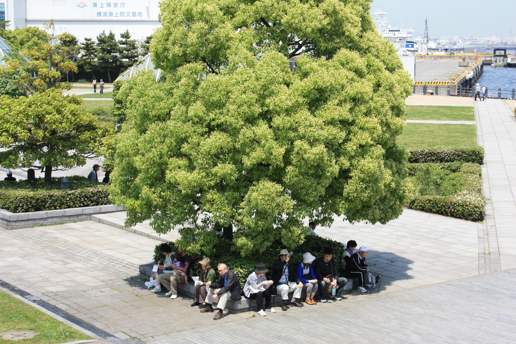 日陰に集合