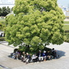 日陰に集合
