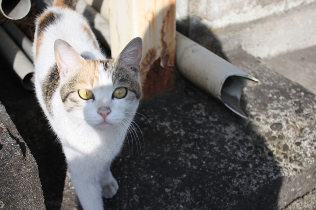 猫２
