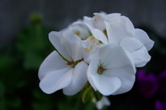白花