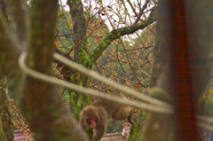 犯人は猿でした　汗