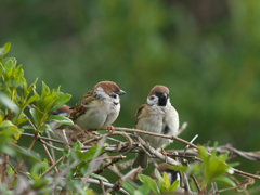 840mm(150 ×　2　×　ﾃﾞｼﾞｽﾞ-ﾑ）試写7　　　甘えるﾁｭﾝ子～♪