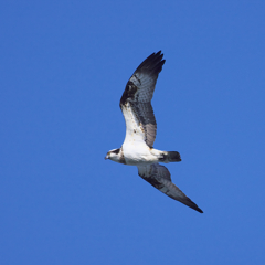 ﾐｻｺﾞ　沖合へ～～