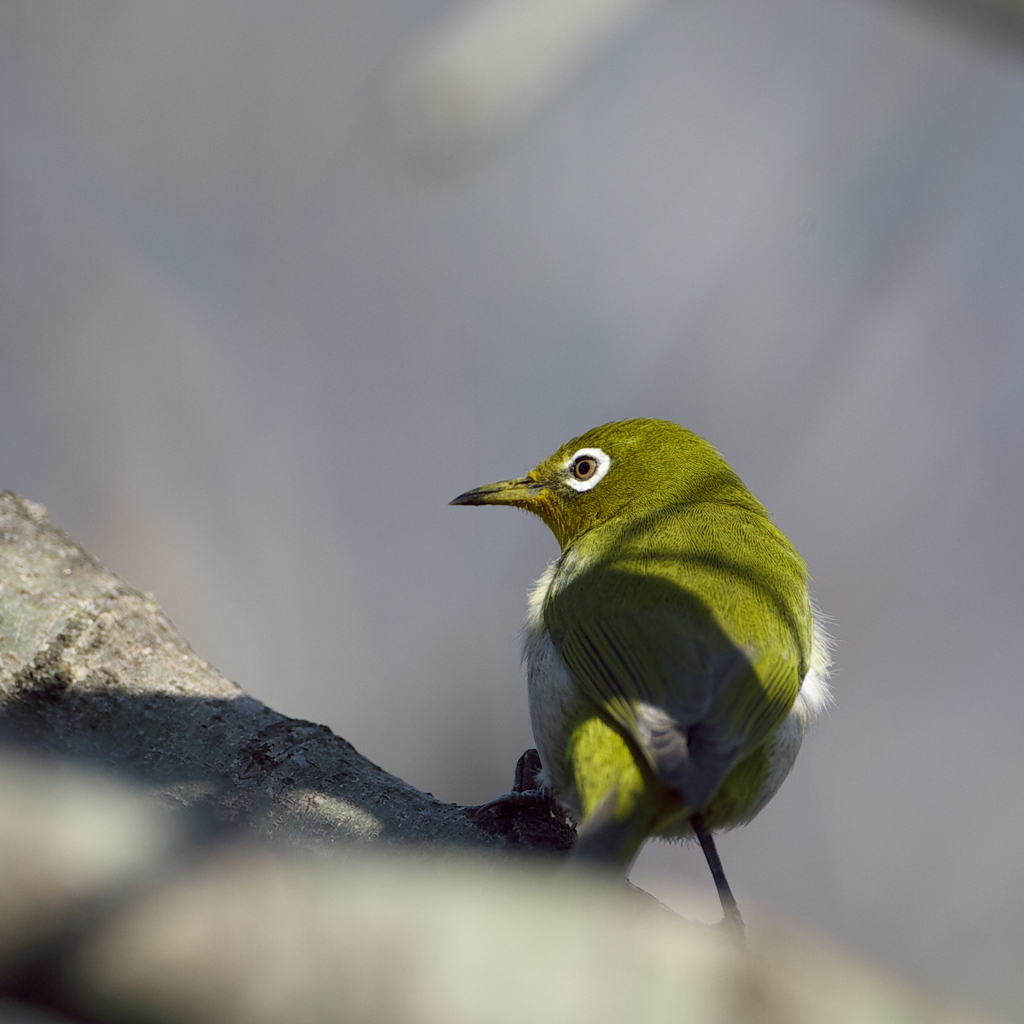 ほんとに　目♪白