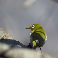 ほんとに　目♪白