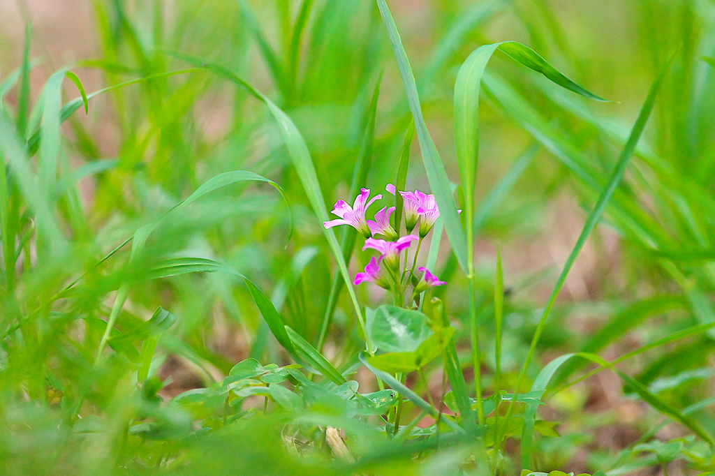 土手の野草