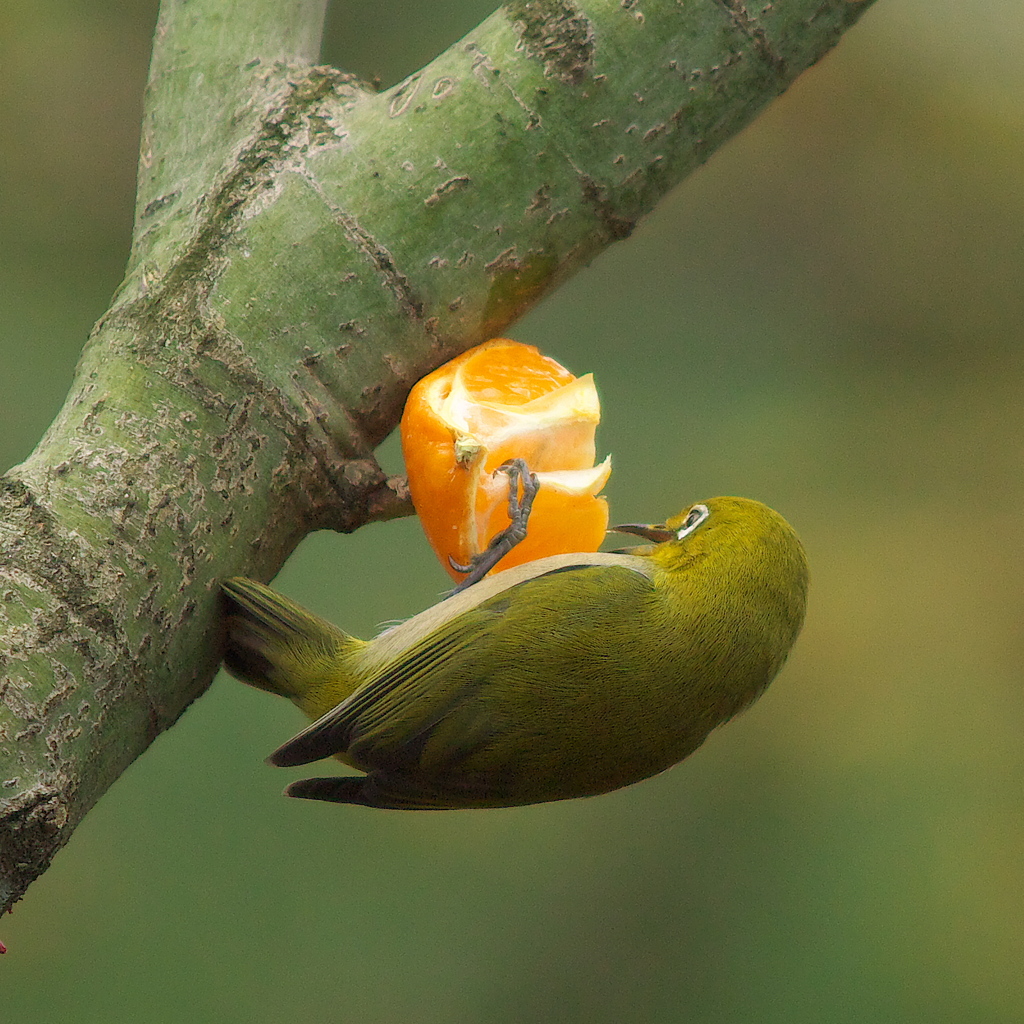 キャノラ－さんへ　試写結果