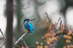 朝一　イケメン♪