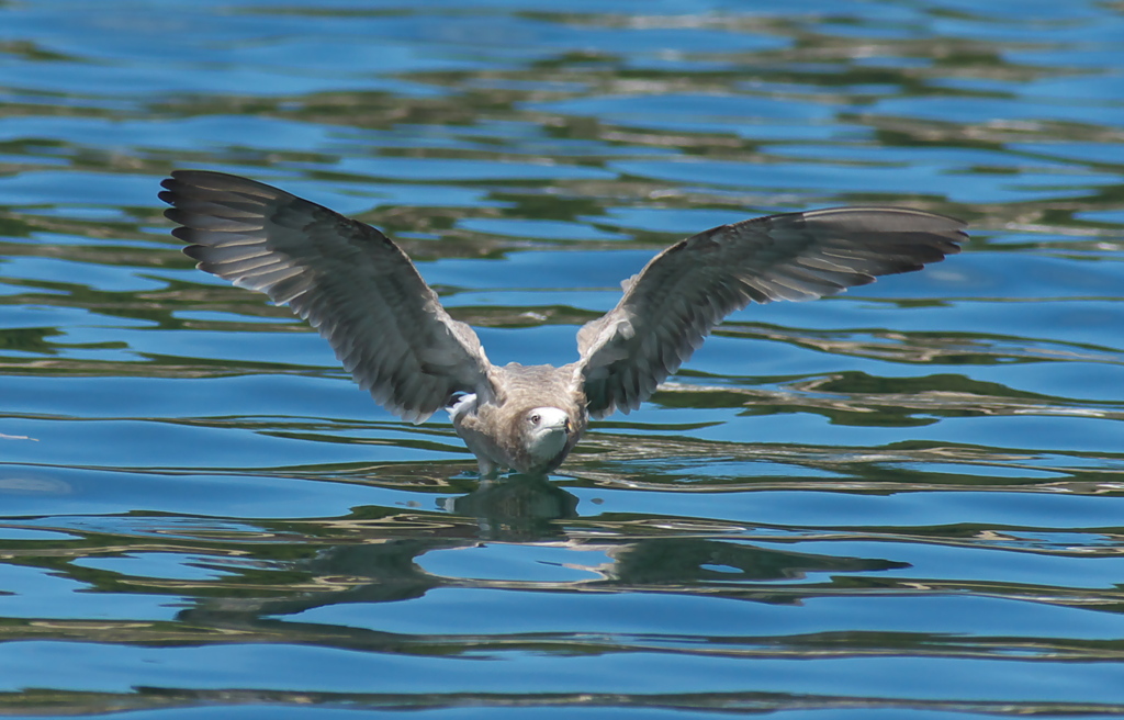 獲物　ｷｬｯﾁ～♪