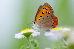 ベニちゃん人形