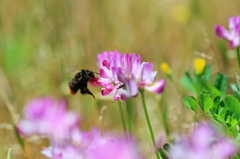 懐かしきレンゲ～～♪