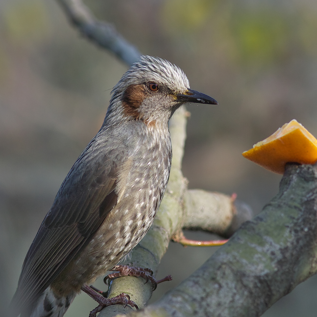 モデルをヒヨに～初試写　50ﾊﾟ-ｾﾝﾄﾄﾘﾐﾝｸﾞ