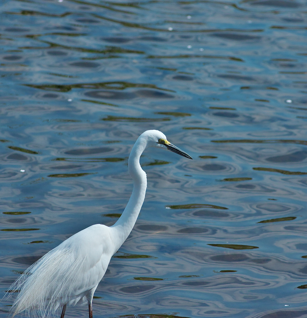 桜～散る春～河川敷