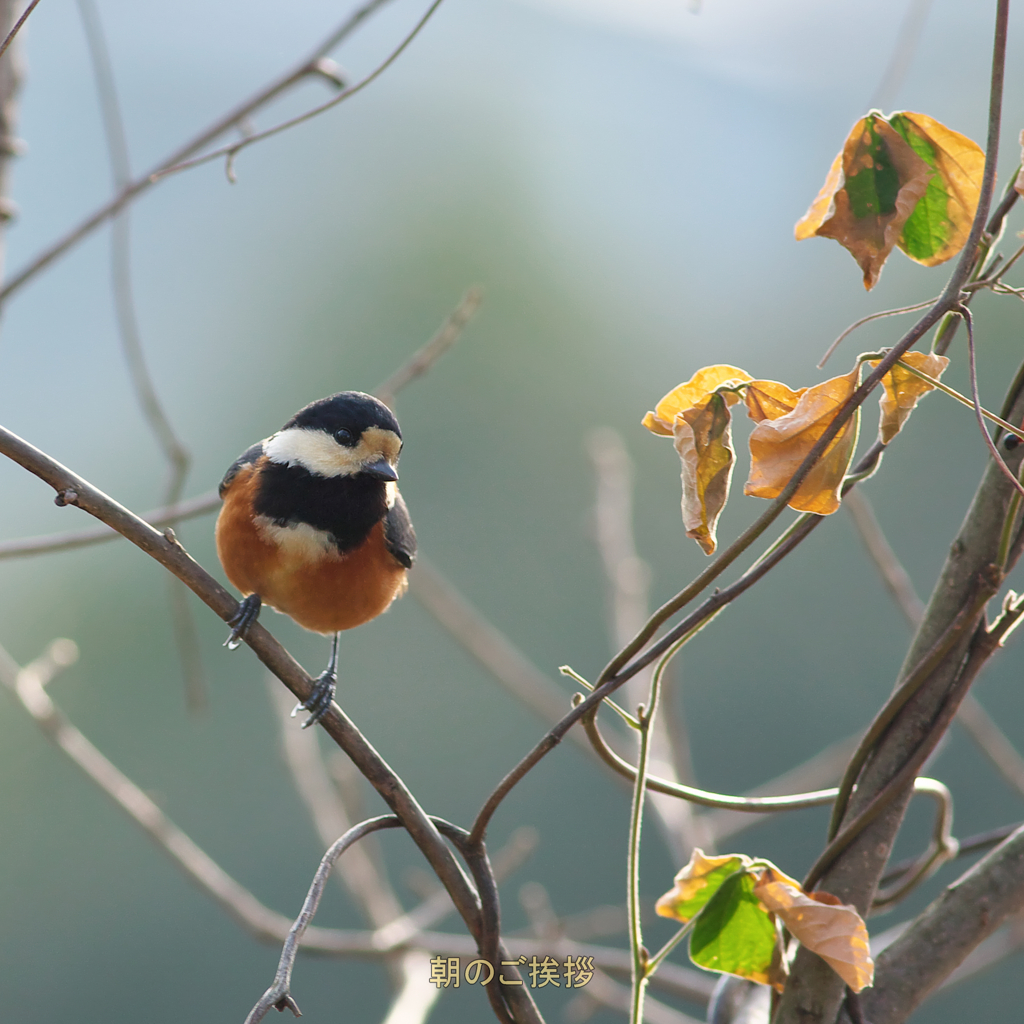 朝一ヤマガラ