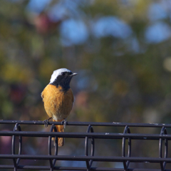 今年は撮れず～(2) ♪