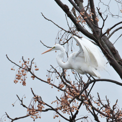美白ｻｷﾞさん～風景