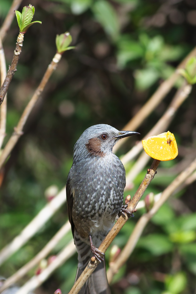 あじさいの若葉～♪