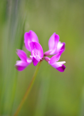 道端蓮花