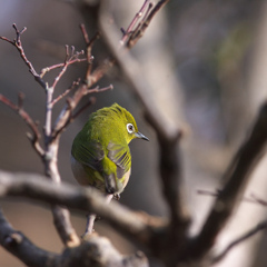 ｲｹﾒﾝﾒｼﾞﾛ