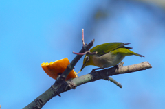 青空メジロ