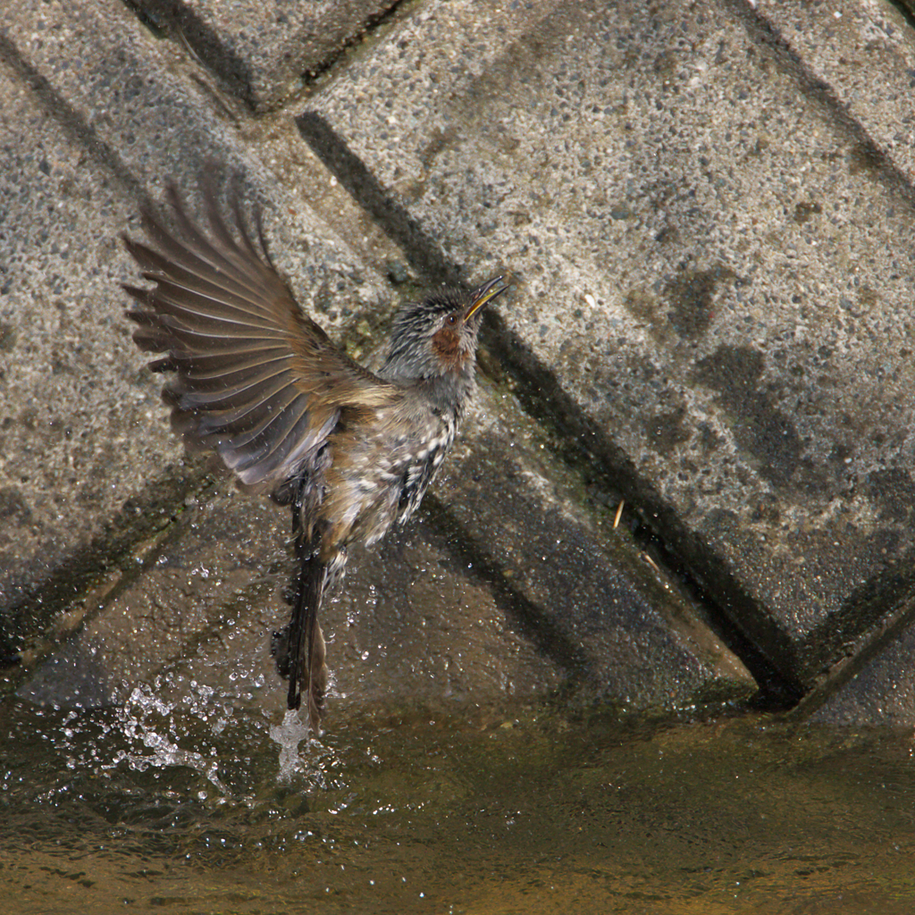 カワ子もびっくり
