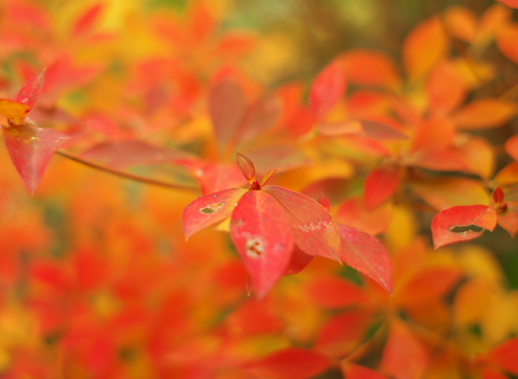 紅葉～どうだんつつじ（２）