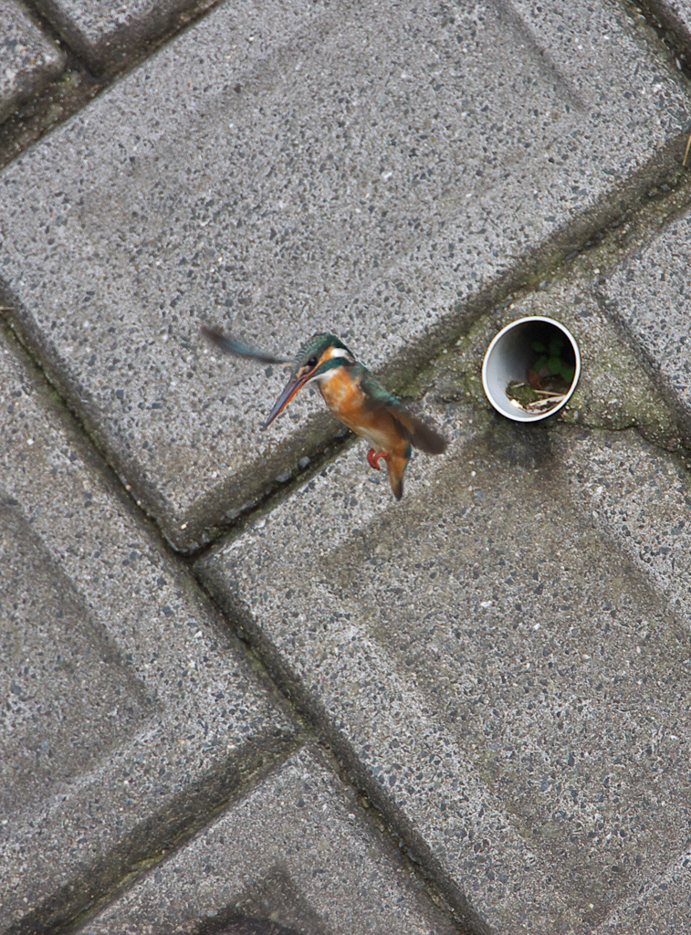 お嬢の頑張り(2)～叔父さん　感動～♪
