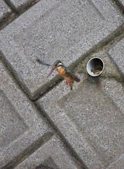 お嬢の頑張り(2)～叔父さん　感動～♪