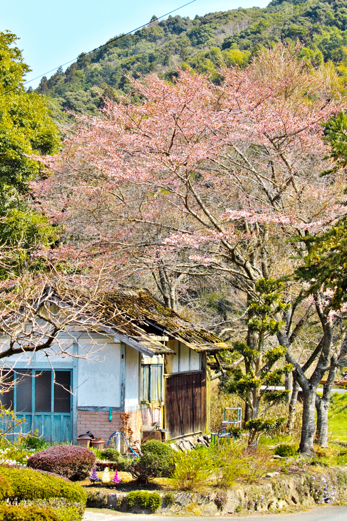 山里と山桜