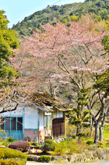 山里と山桜