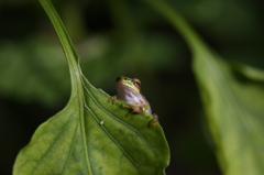 ピ－マンカエル