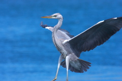 サギ行為は　犯罪です。