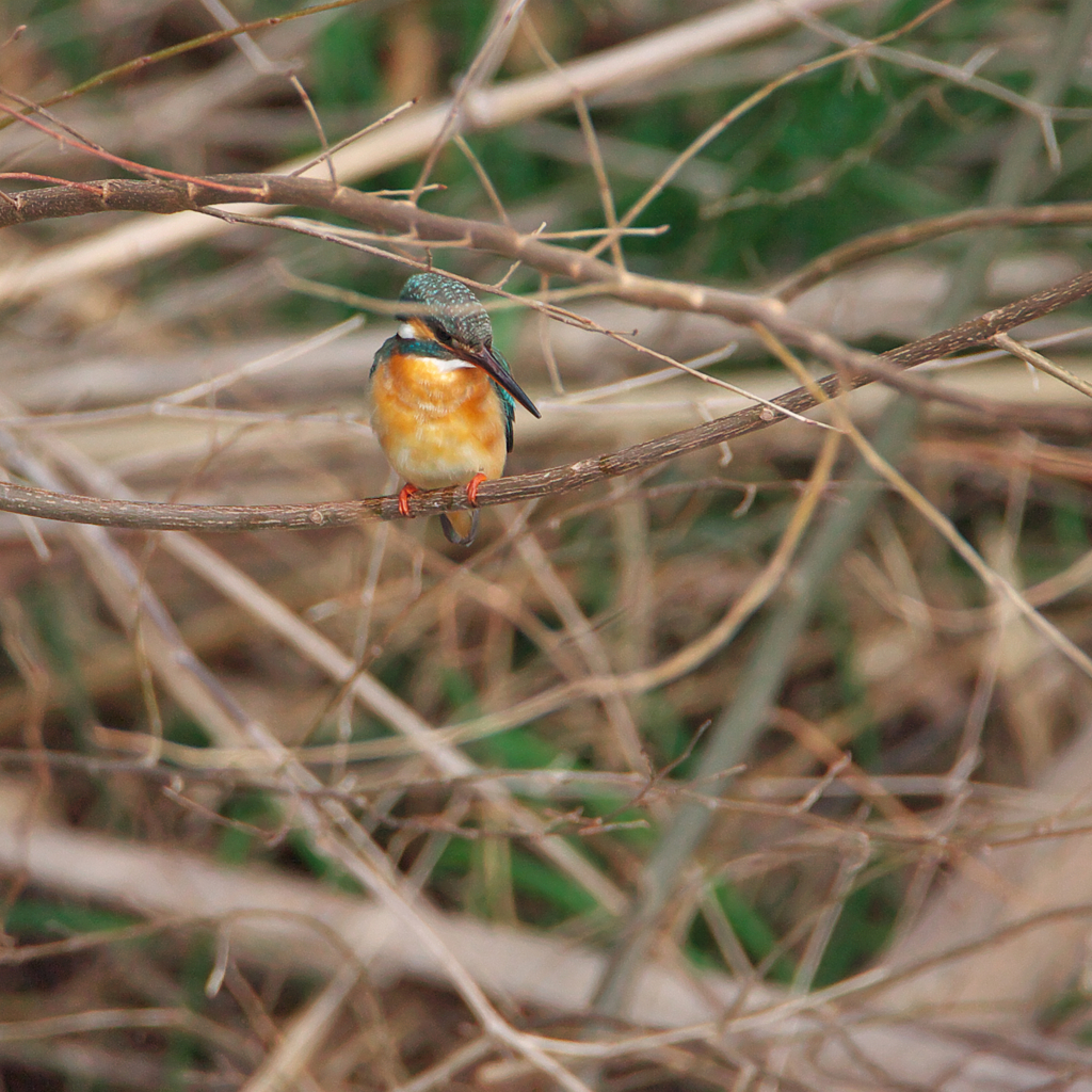 カワ子よ　二声～～
