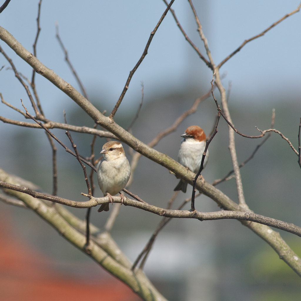 紅葉山　さんへ
