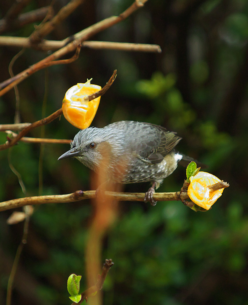 ﾏｲｸﾛ4／３試写～♪♪　
