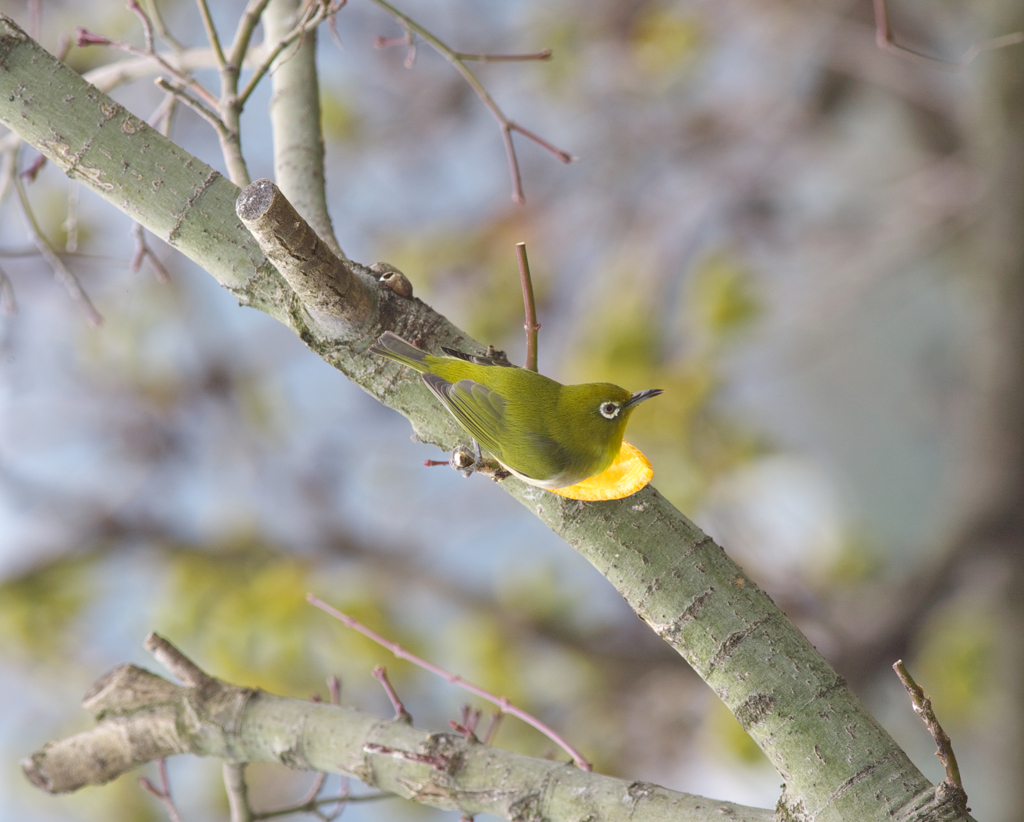 垂直から左回転