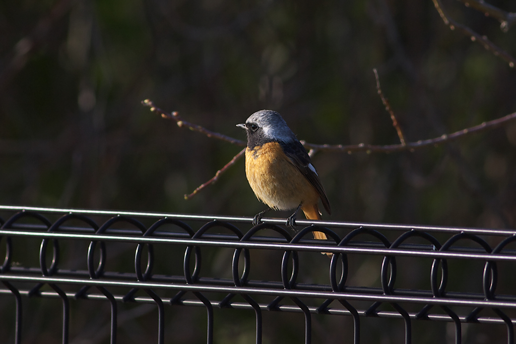 今年は撮れず～♪