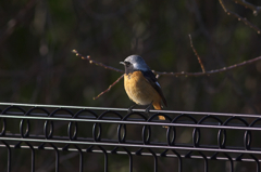 今年は撮れず～♪