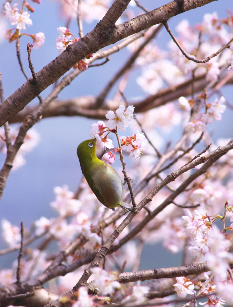 春空２