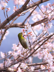 春空２