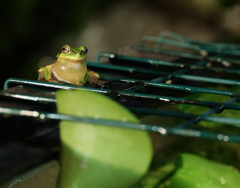 ﾌﾟﾁﾌﾟﾁｶｴﾙ