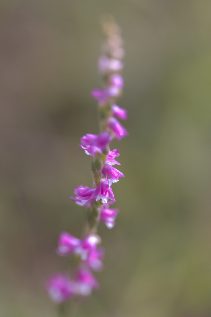 名前を知らない花