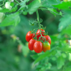 過ぎし8月～ﾏｲﾍﾟ-ｽなﾐﾆﾄﾏﾄ