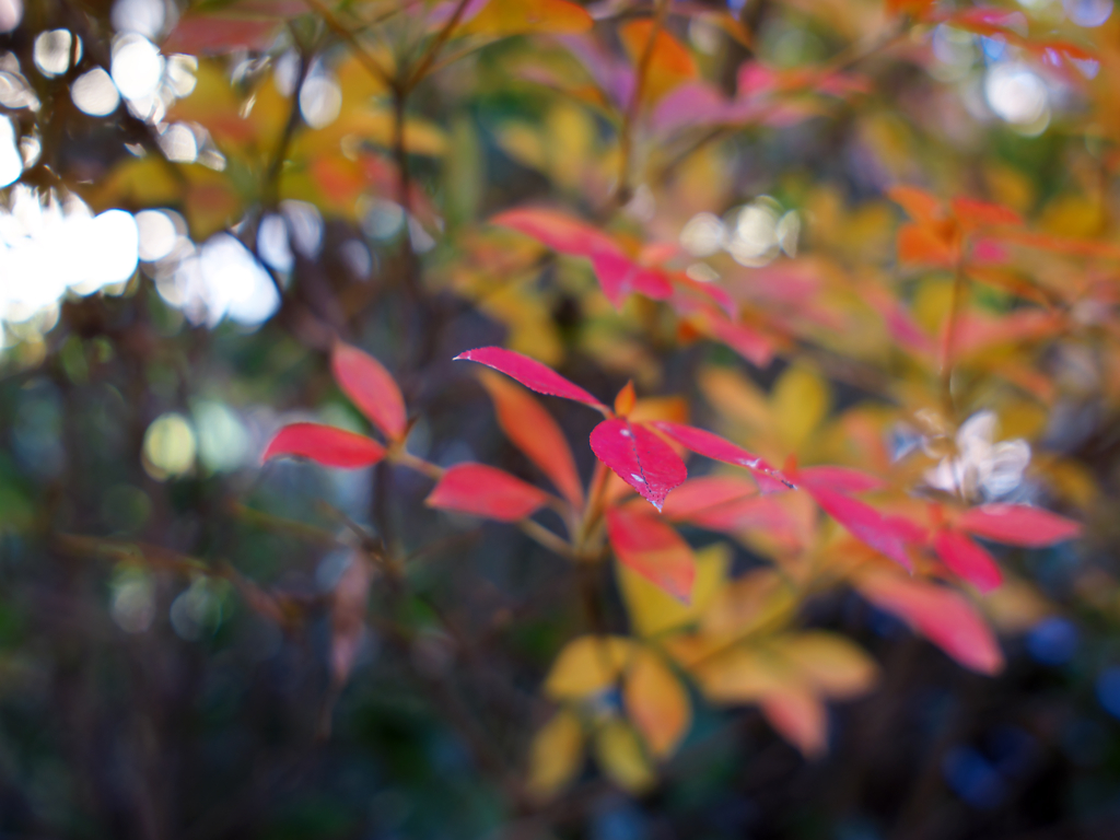 紅葉～どうだんつつじ